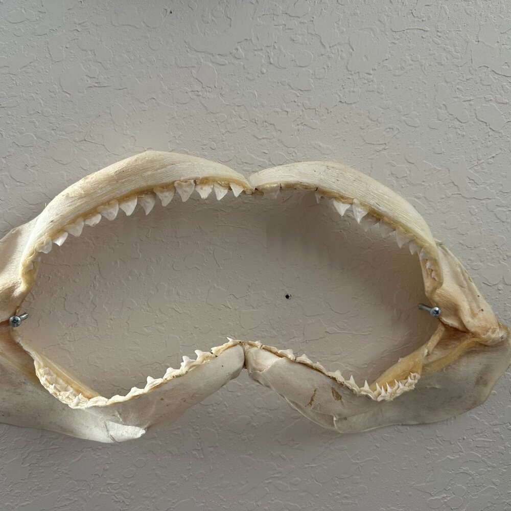 Real Shark Jaw – Authentic Marine Display / Collector’s Piece